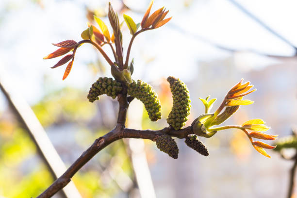 fleurs de noix. noix jeunes feuilles et inflorescence sur fond de ville. fleur de noyer sur la branche d’arbre au printemps. recueillir le pollen des fleurs et des bourgeons - walnut tree walnut nut branch photos et images de collection