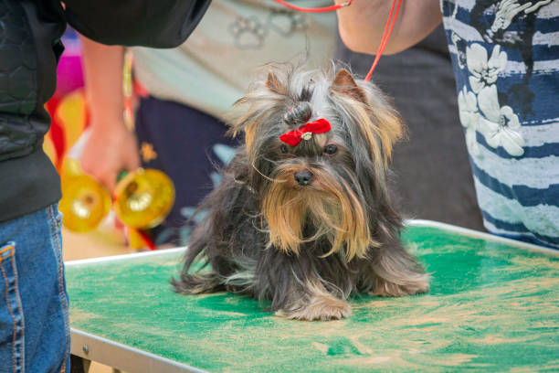 istock Yorkshire Terrier breed dog at a dog show 1674431264