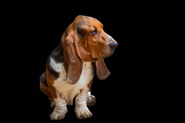 istock A Basset Hound dog on a black background 1674431267