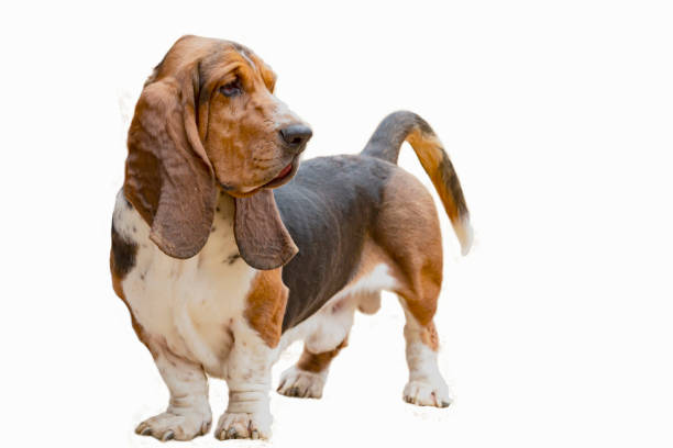 istock Basset Hound dog on a white background 1674431779