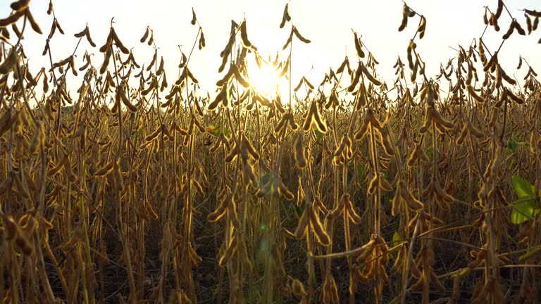 Beautiful soybean field at sunset. Harvesting soybeans. A beautiful view of the soybean field. Slider shots. 4k footage.