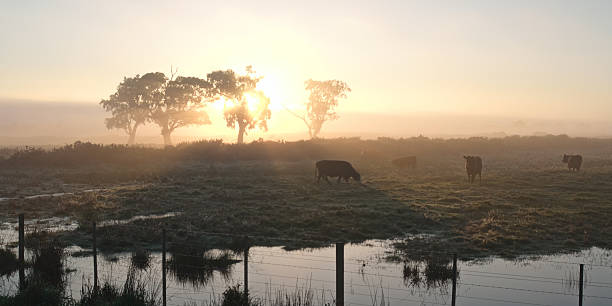 vaches dans le soleil du matin - farm winter field fence photos et images de collection