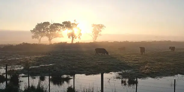 Photo of Cows in morning sun