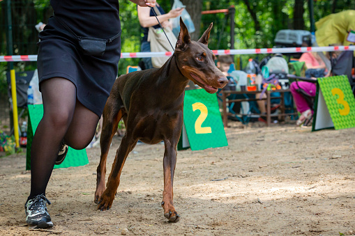 he Dobermann  or Doberman Pinscher in the U.S. and Canada, is a medium-large breed of domestic dog that was originally developed around 1890 by Louis Dobermann, a tax collector from German