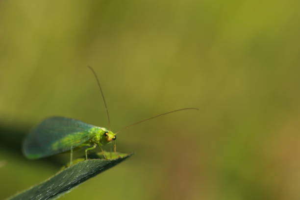 istock Common green lacewing (Chrysoperla carnea) staring directly into the camera 1674439408