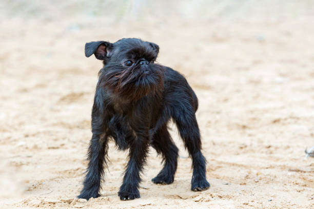 istock Funny Belgian griffon playing on a sandy field 1674441049