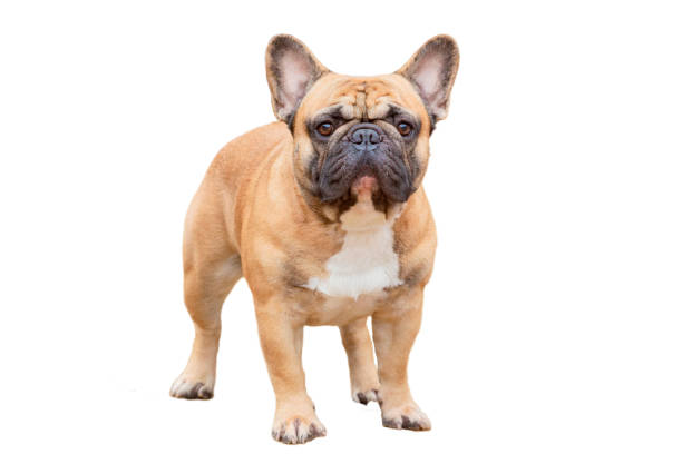 istock French bulldog isolated on a white background . Close-up. 1674444102