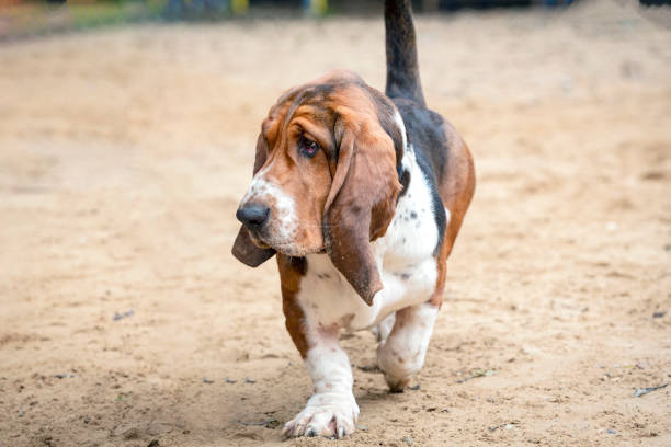 istock A Basset Hound dog plays in a clearing 1674447584
