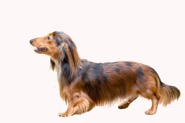 istock Dog breed long-haired dachshund close-up on a white background. 1674450246
