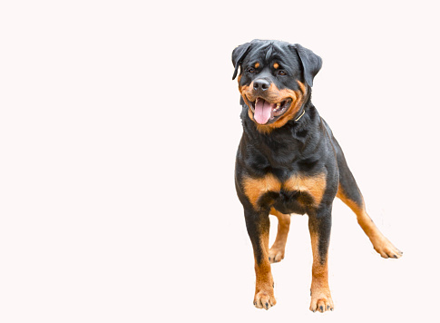 The Rottweiler is a breed of domestic dog, regarded as medium-to-large