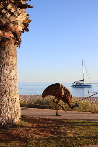 A large brown and white bird, an emu, stands on the sandy shore of a body of water