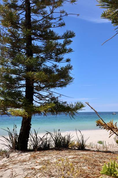 istock the pine tree and beach are next to each other on a sunny day 1674452923