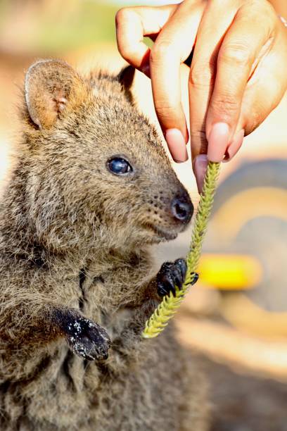 istock A Person lovingly feeding a Quokka a green bush leaf with their hand 1674452932