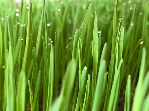 Amazing click of greenery wheat grass