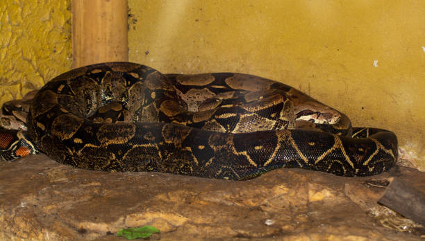 istock Very long Boa constraint heats in the sun. 1674456203