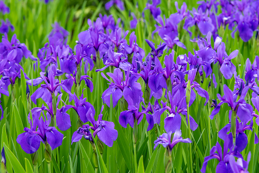 Close up of purple Iris ensata, Japanese iris or Japanese water iris (hanashōbu), a perennial plant with elongated leaves