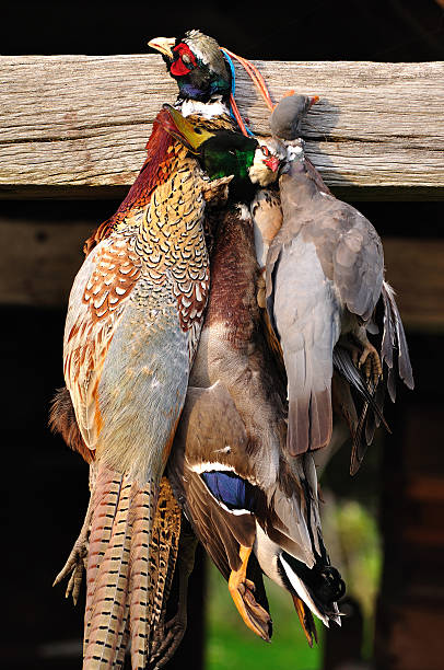 istock Close-up of hanging game birds 167446209
