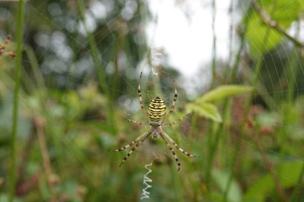 istock Selective focus shot of a colorful striped tiger spider on its web 1674467212