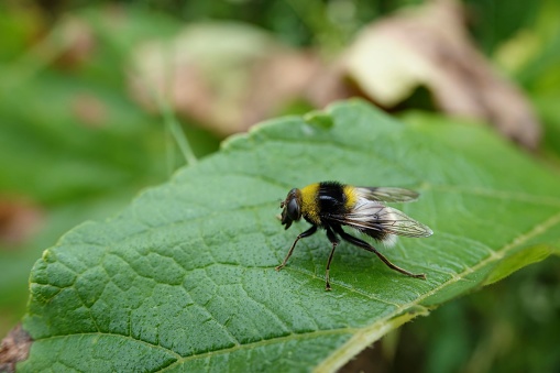 A macro shot of a fluffy bumlebee-mimic hoverfly on a green leaf surface