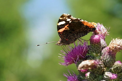 A closeup shot of a Red Admiral butterfly on a purple thistle flower