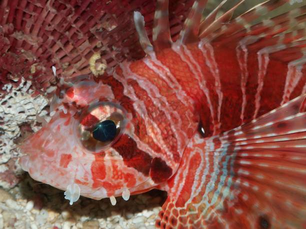 Closeup shot of a colorful bright red and poisonous Spotfin lionfish underwater A closeup shot of a colorful bright red and poisonous Spotfin lionfish underwater pterois antennata stock pictures, royalty-free photos & images