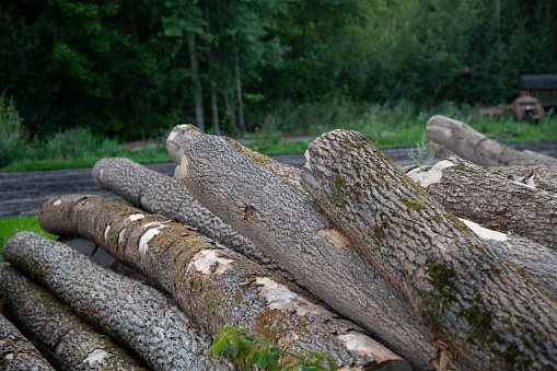 Close-up view of stack of pine tree trunks lying on green grass. Soft focus. Copy space. Lumber industry theme.