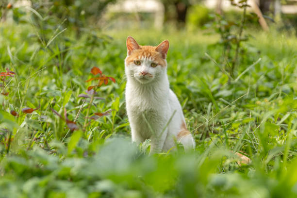 istock Adorable White and Ginger Cat Resting on Outdoor Grassland 1674484535
