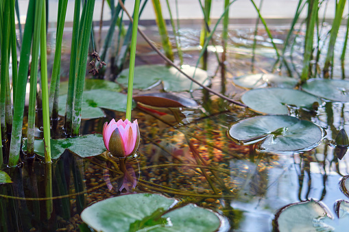 Pink unopened water lily in the pond with green leaves on the background, lotus