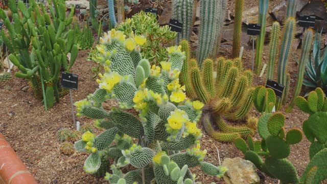 Cactus varieties growing in greenhouse stock video.