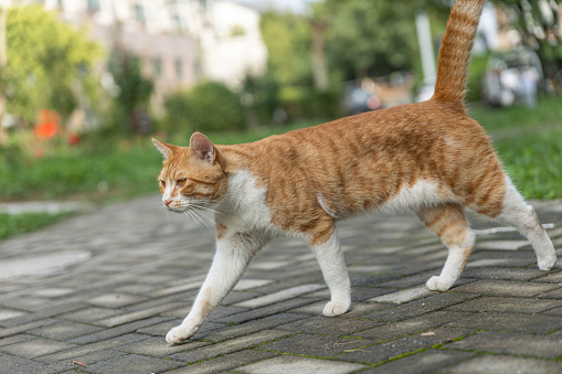 White and Ginger Cat Walking on Outdoor Concrete Pavement