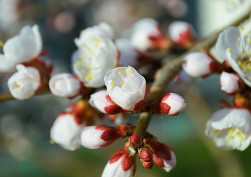 An unopened white cherry blossom on a branch in close-up