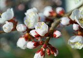 An unopened white cherry blossom on a branch
