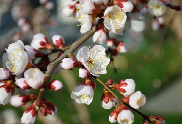 istock Opening and blooming white flowers on the branches of a cherry tree in spring 1674486557