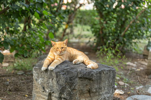 Ginger Cat Resting on Outdoor Stone Surface