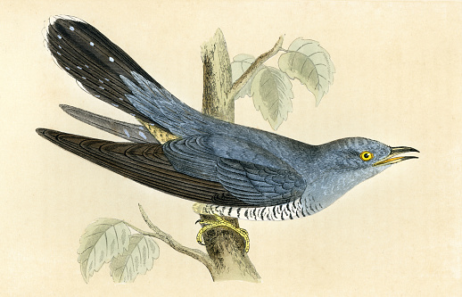 Vintage print of a Common Cuckoo (Cuculus canorus) (formerly European Cuckoo) is a member of the cuckoo order of birds, Cuculiformes.