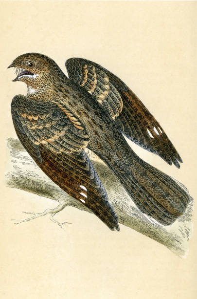 Nightjar a medium-sized nocturnal or crepuscular , Wildlife, art, Birds Vintage print of a Nightjar a medium-sized nocturnal or crepuscular birds with long wings, short legs and very short bills. They are sometimes referred to as goatsuckers from the mistaken belief that they suck milk from goats european nightjar caprimulgus europaeus stock illustrations