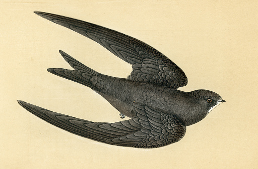 Vintage print of a Swift a member of the family, Apodidae, of highly aerial birds.