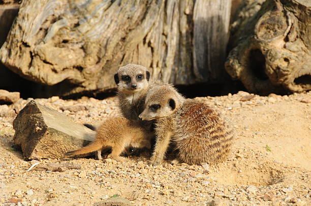 istock Meerkat family. 167448987