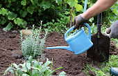 gardener waters lavender bush - hand with a watering can