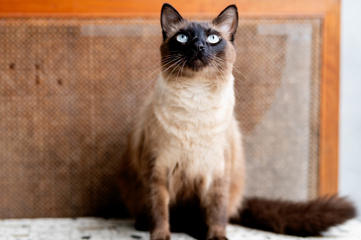 Shorthair Oriental Havana Cat with chocolate coat color.