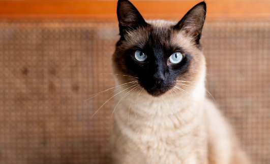 Portrait of an adorable chocolate point siamese cat with blue eyes sitting at home