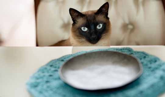 Portrait of an adorable chocolate point siamese cat with blue eyes sitting at a dining table at home
