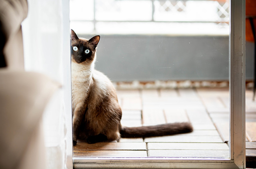 Portrait of an adorable chocolate point siamese cat looking through a patio window at home