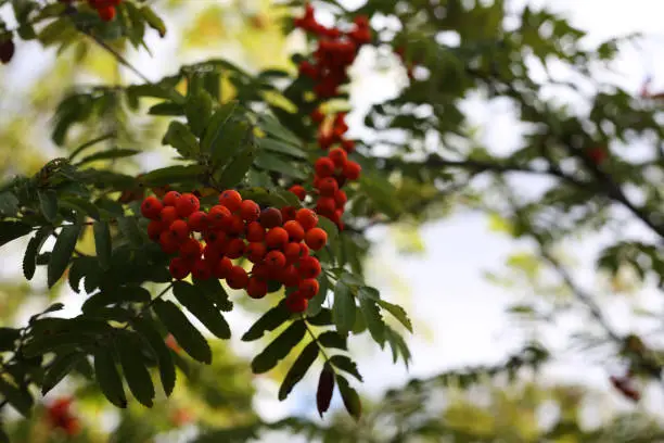 Bunch of rowan fruit on a branch with leaves on the background, space for text