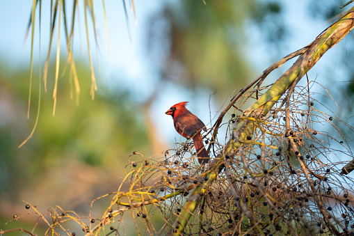 Northern cardinal bird (Cardinalis cardinalis) perched on a tree branch eating wild berries.