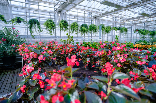 Flowers in a modern greenhouse. Greenhouses for growing flowers. Floriculture industry. Ecological farm. Family business