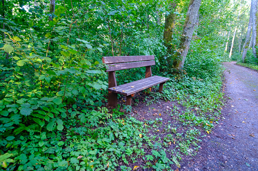 Wooden bench in the middle of woodland. convenient recreational substance for tourists.