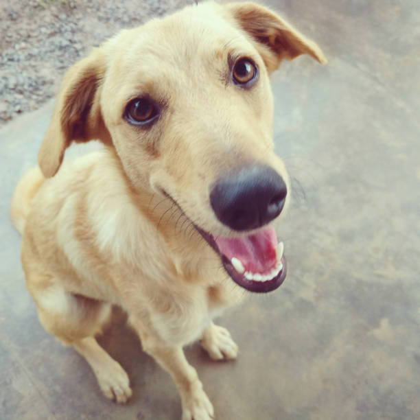 istock Mixed-breed dog looking at the camera 1674494012