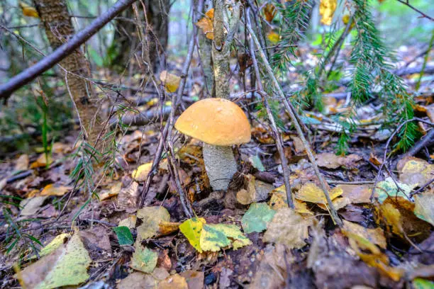 Mushroom in the forest.Mushroom -Boletus edulis in the forest.Little orange-cap boletus, aspen mushroom in the forest close-up.