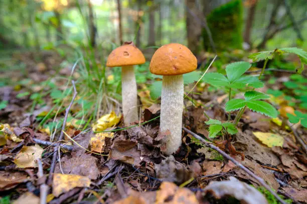 Mushroom in the forest.Mushroom -Boletus edulis in the forest.Little orange-cap boletus, aspen mushroom in the forest close-up.